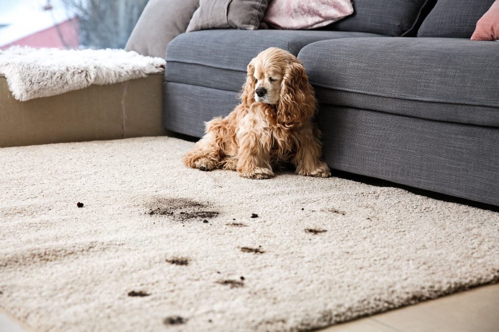 Dog stain carpet